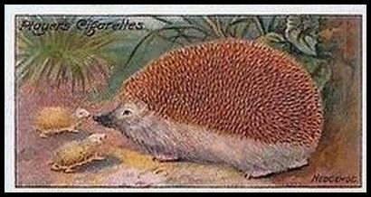 44 Hedgehog
